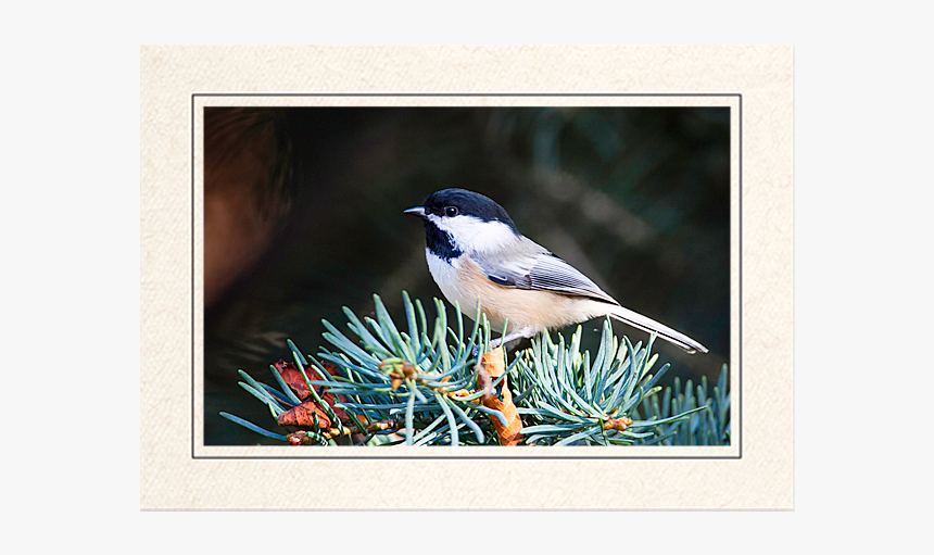Black Capped Chickadee - Chickadee, HD Png Download