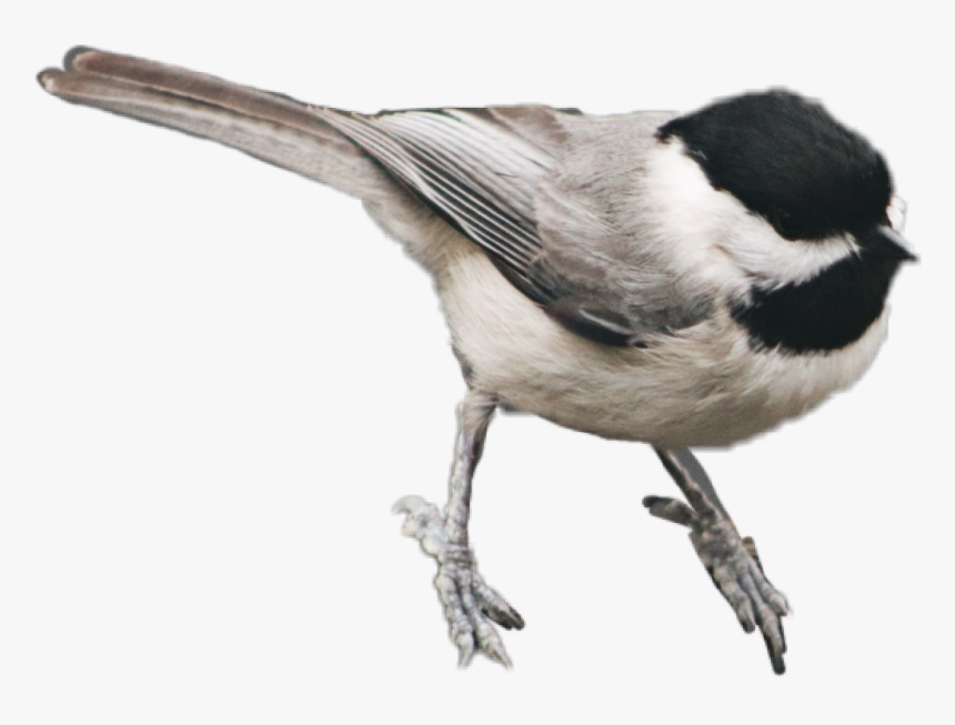 #bird #feathers #chickadee - Carolina Chickadee, HD Png Download