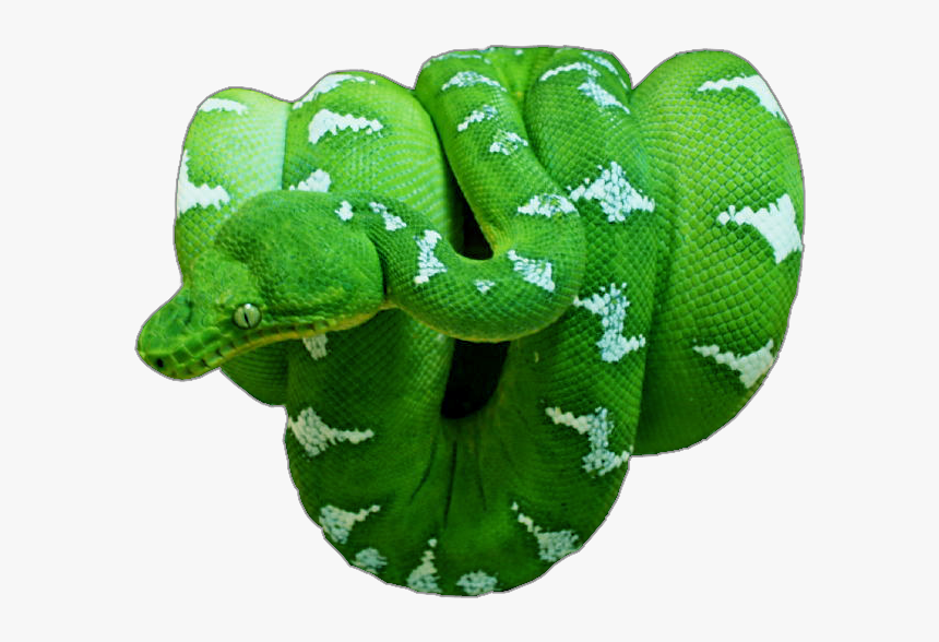 Smooth Greensnake, HD Png Download