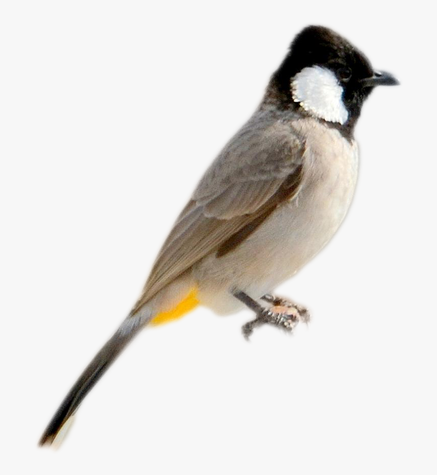 Carolina Chickadee, HD Png Download