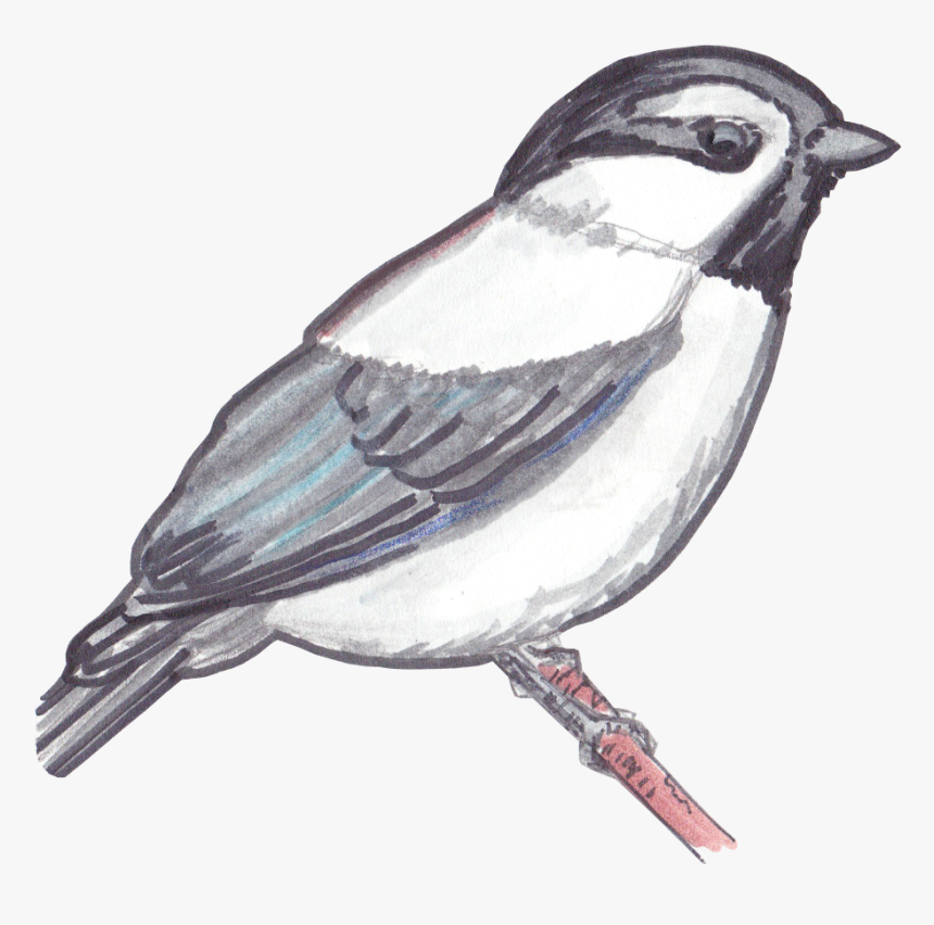 Mountain Chickadee Drawings, HD Png Download