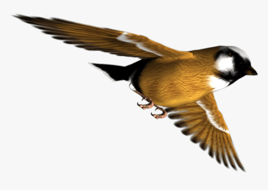 Finch, HD Png Download