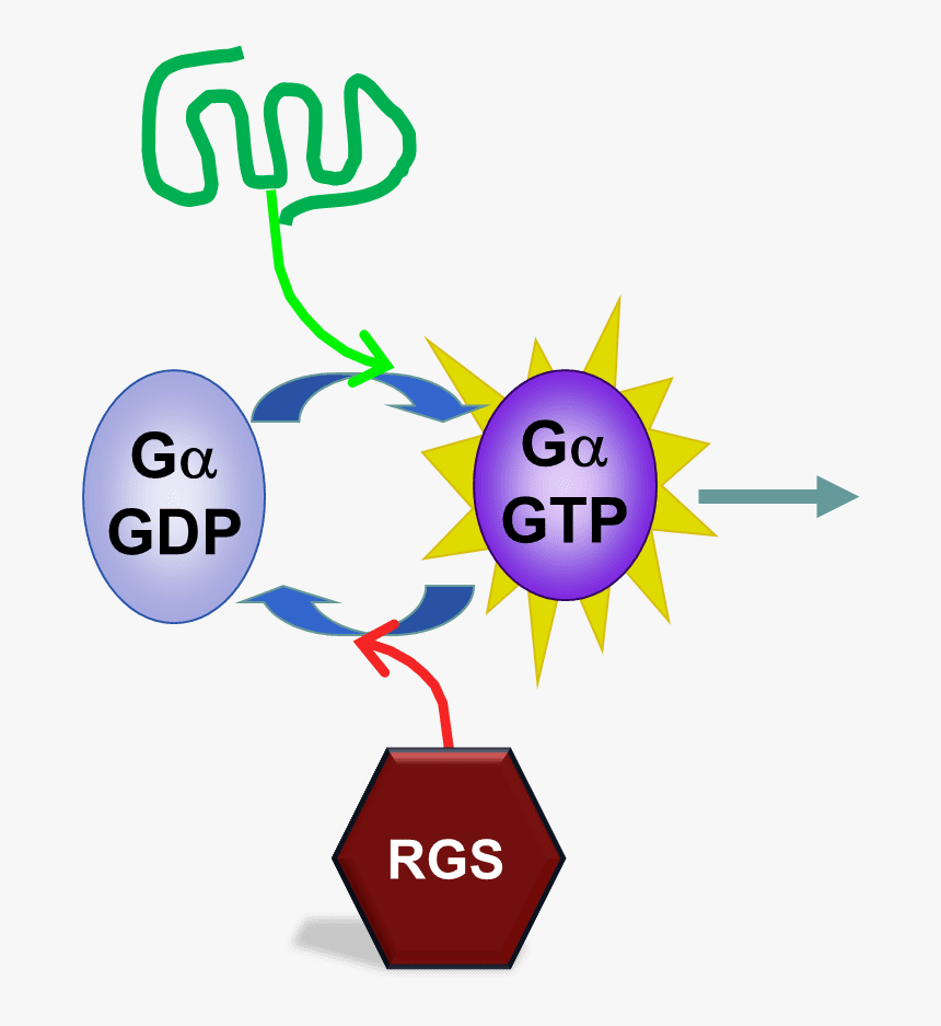 Transparent Uga Png, Png Download