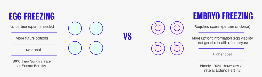 Eggvsembryo - Circle, HD Png Download