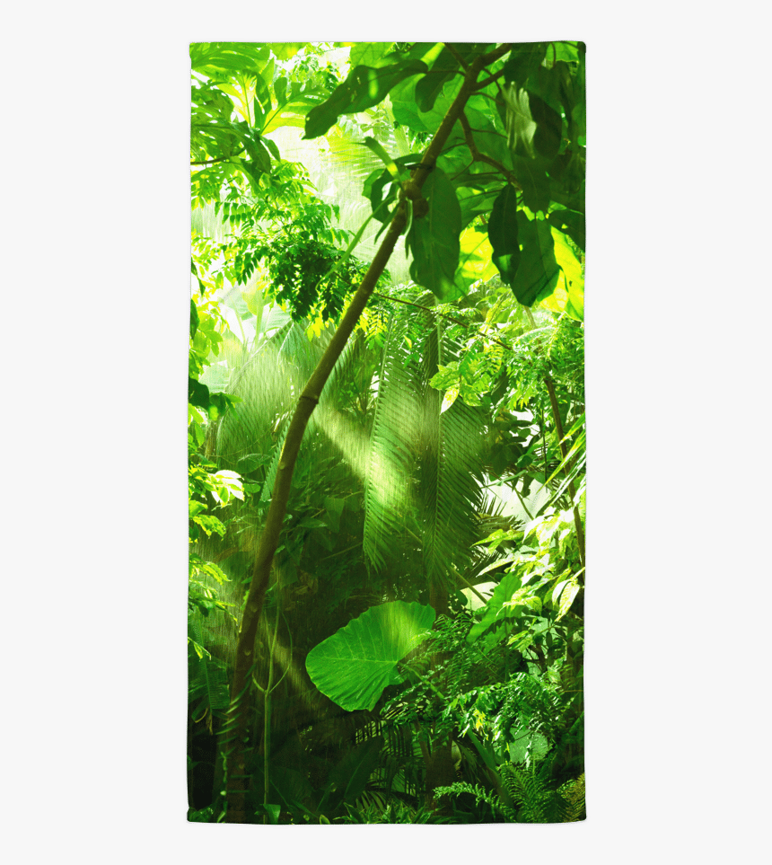 De Forets Tropicales, HD Png Download