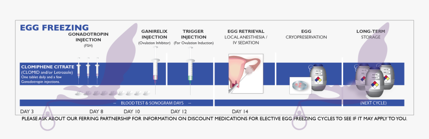 Egg Freezing Process - Cryopreservation Of Oocytes, HD Png Download