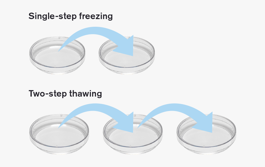 Embryo Freezing Media, HD Png Download