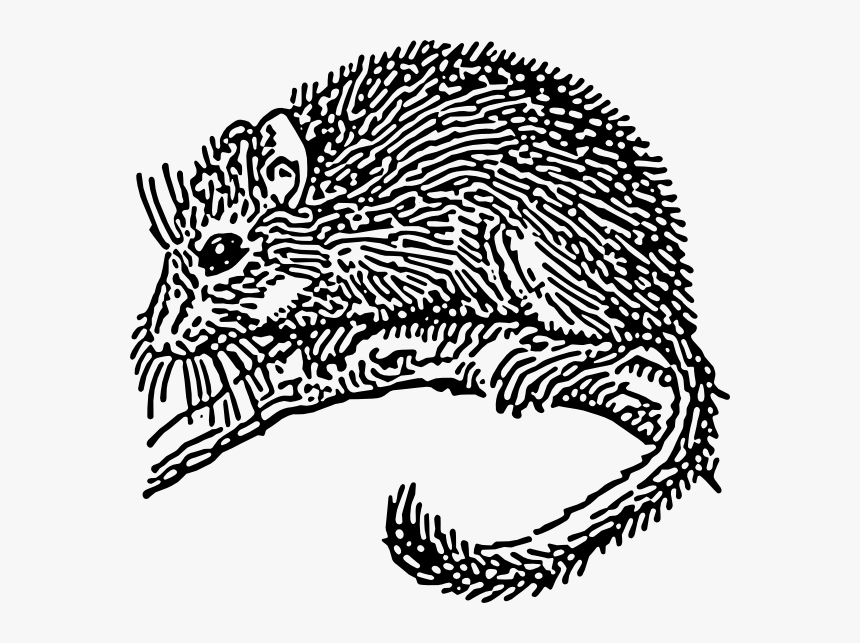 Dormouse Rodent Svg Clip Arts - Dormouse Drawing, HD Png Download