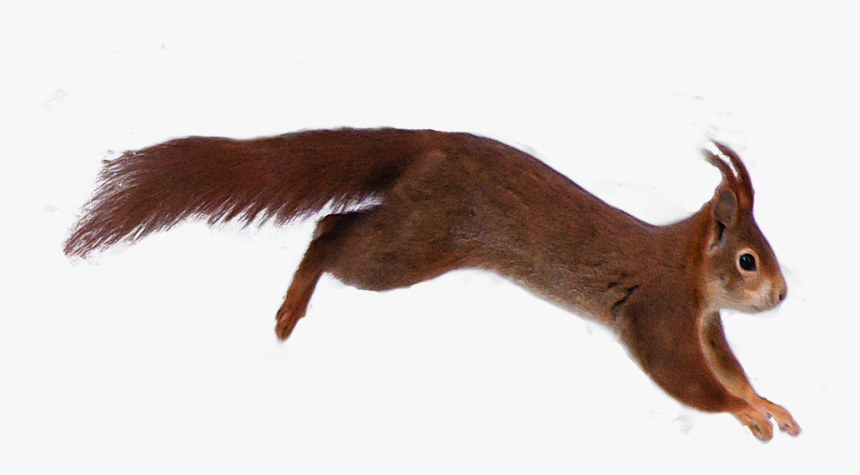 Animal, Squirrel, Nature, Possierlich, Rodent - Fox Squirrel, HD Png Download