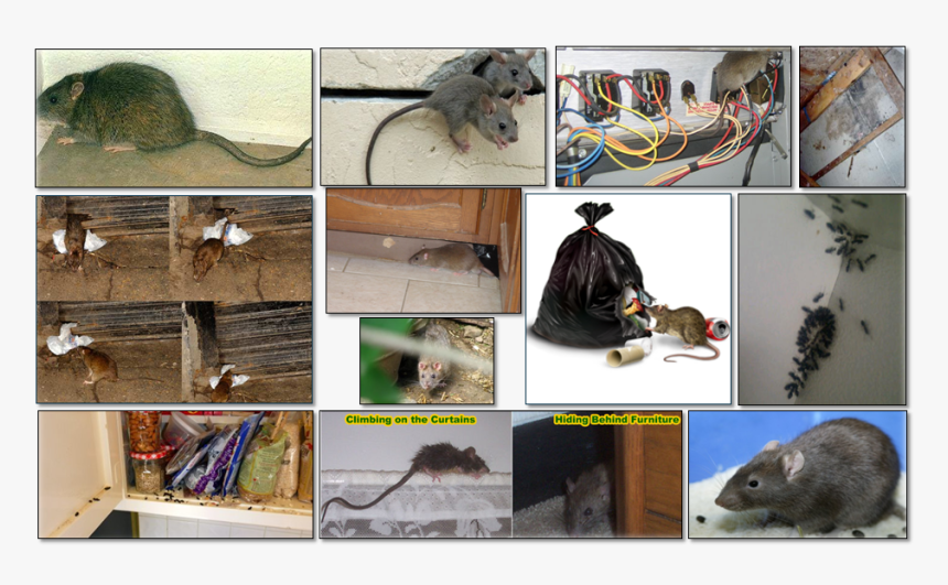 Kangaroo Rat, HD Png Download
