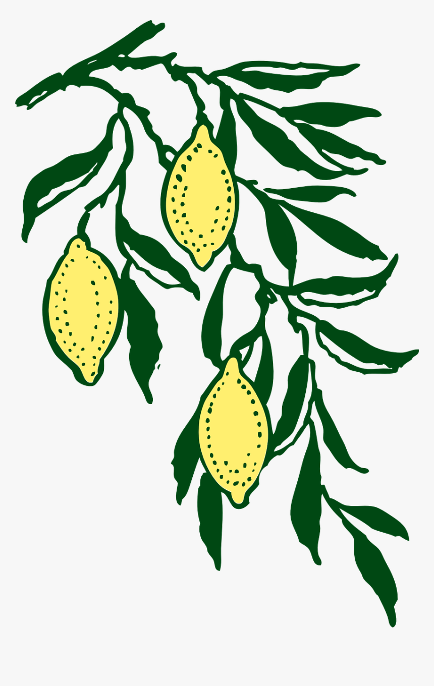 Lemon Tree Silhouette Png, Transparent Png