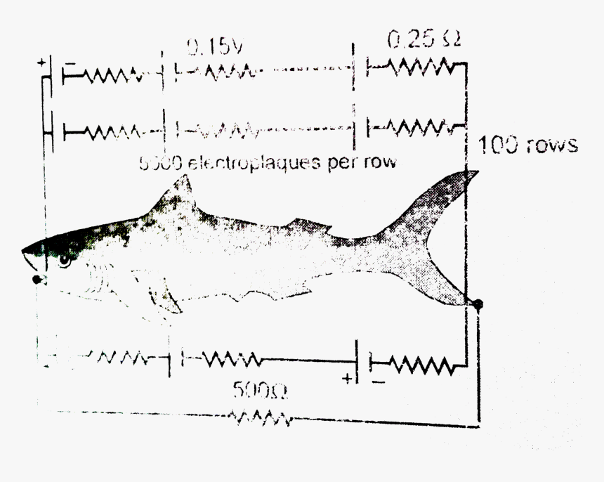 Marine Biology, HD Png Download