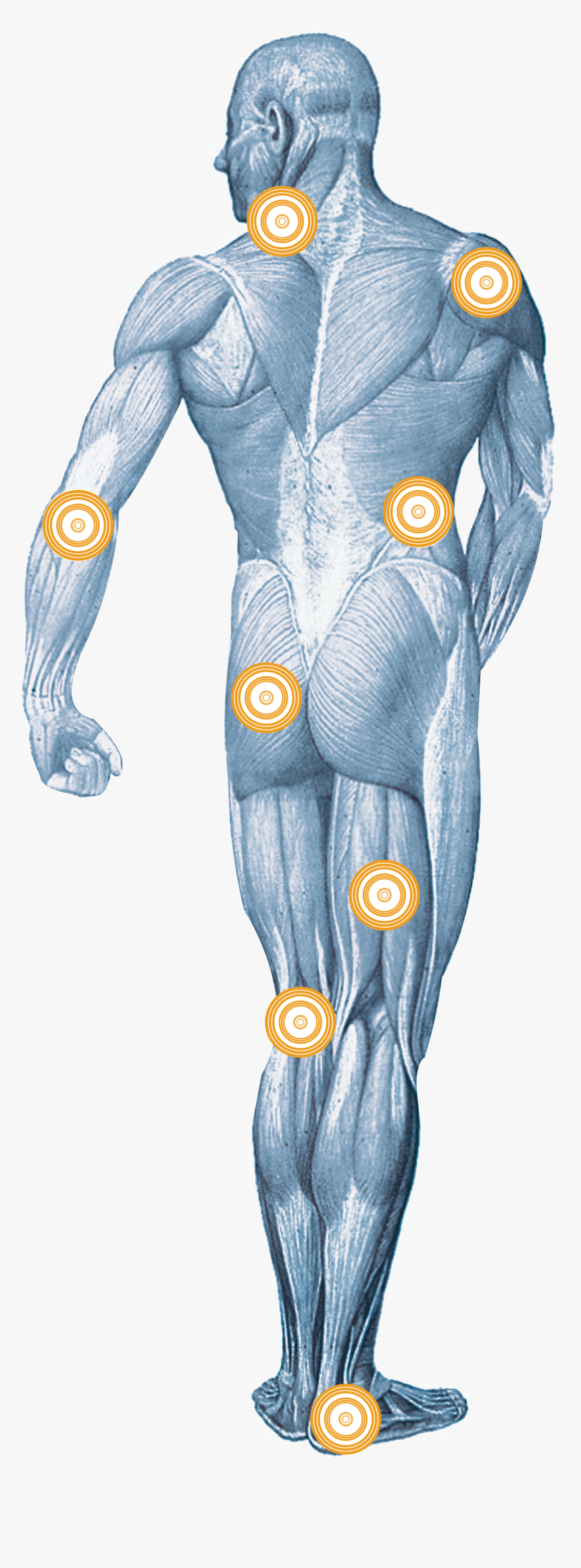 Par Biomagnetico Para El Estres, HD Png Download