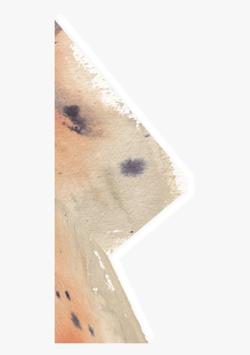 Moth, HD Png Download