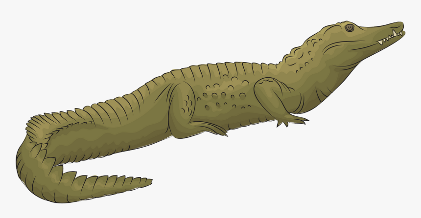 Litopenaeus Setiferus, HD Png Download