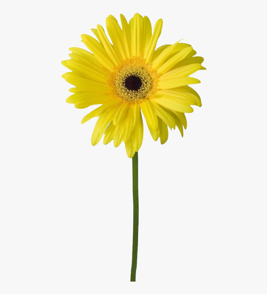 Common Yellow Flowers Transprent Yellow Flower Clipart Png Free