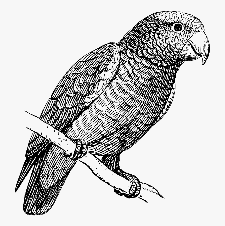 Parrot - Parrot Bird In Black And White, HD Png Download