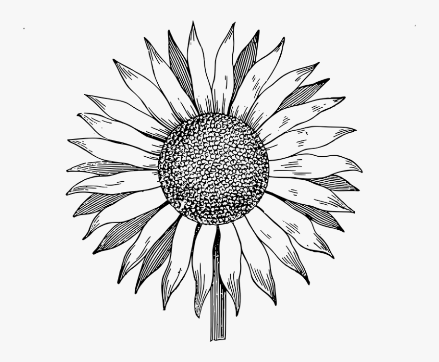 Line Art Sunflower Vector, HD Png Download