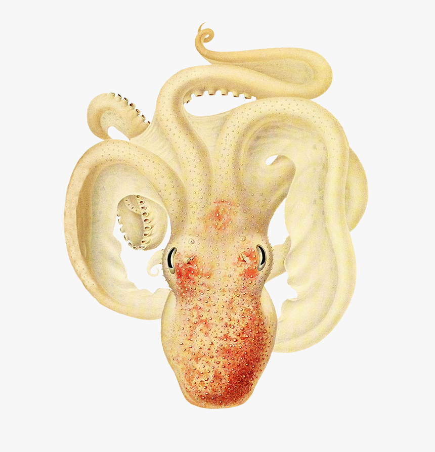 Ocotpus Clipart Soft Pale Colors - Octopus, HD Png Download
