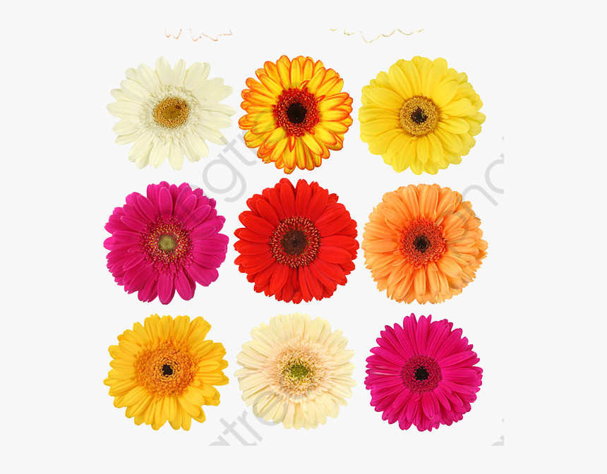 Perfume Clipart Daisy - Margarida Flor In English, HD Png Download