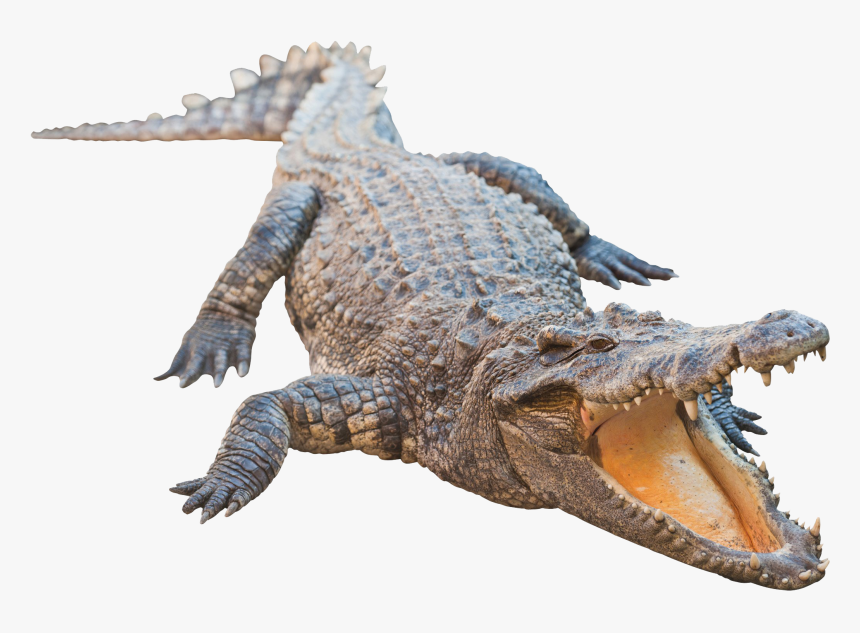 Crocodile Png, Transparent Png