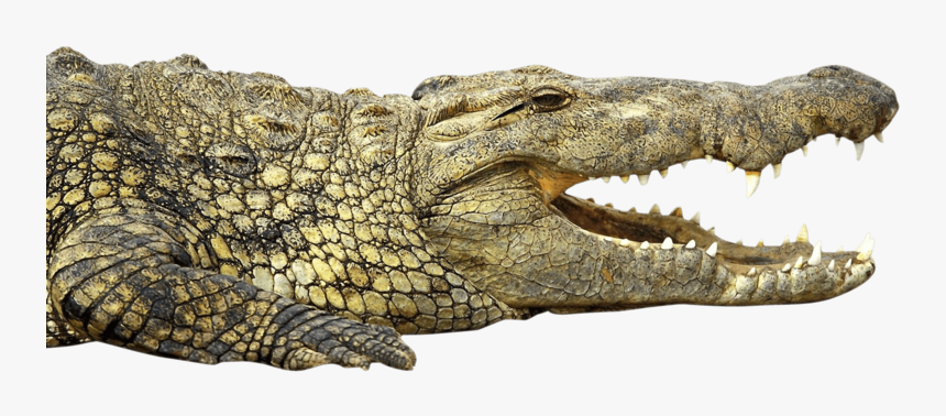 Crocodile - Nile Crocodile Png, Transparent Png