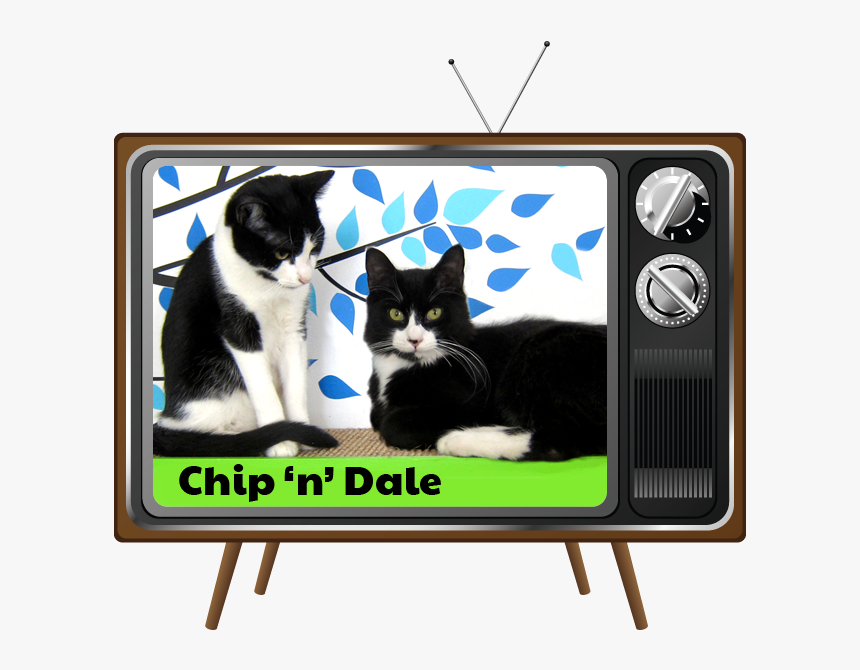 Domestic Short-haired Cat, HD Png Download