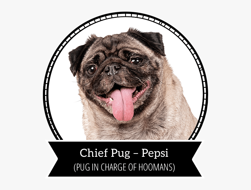 Pepsi - Pug, HD Png Download