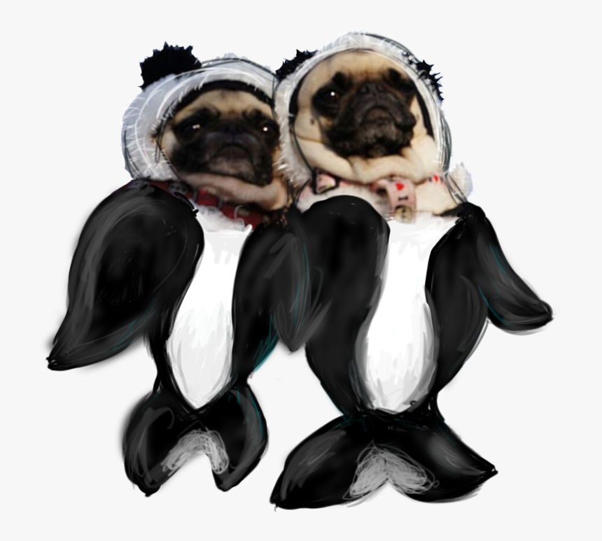 Transparent Orca Pugs - Pug, HD Png Download