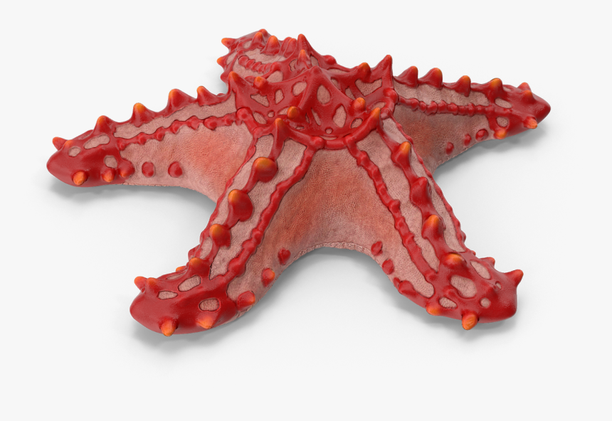Transparent Starfish Cartoon Png - Starfish, Png Download