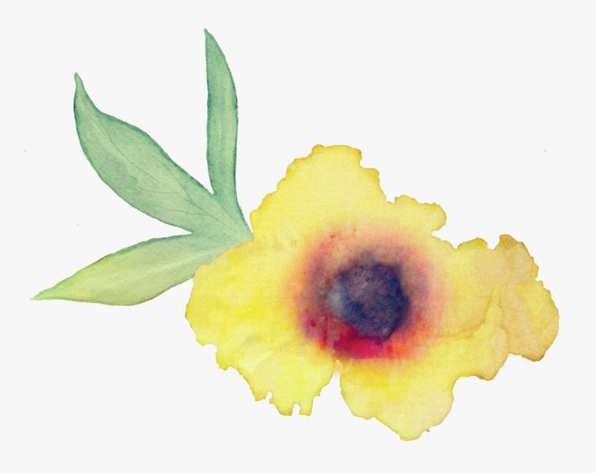 Costus Family, HD Png Download