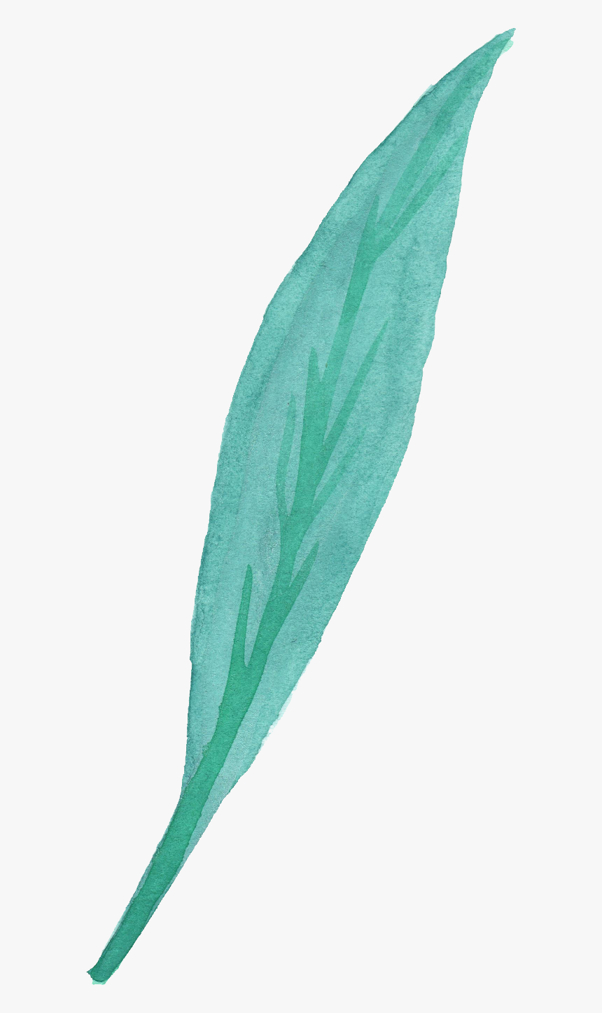 Ribwort, HD Png Download