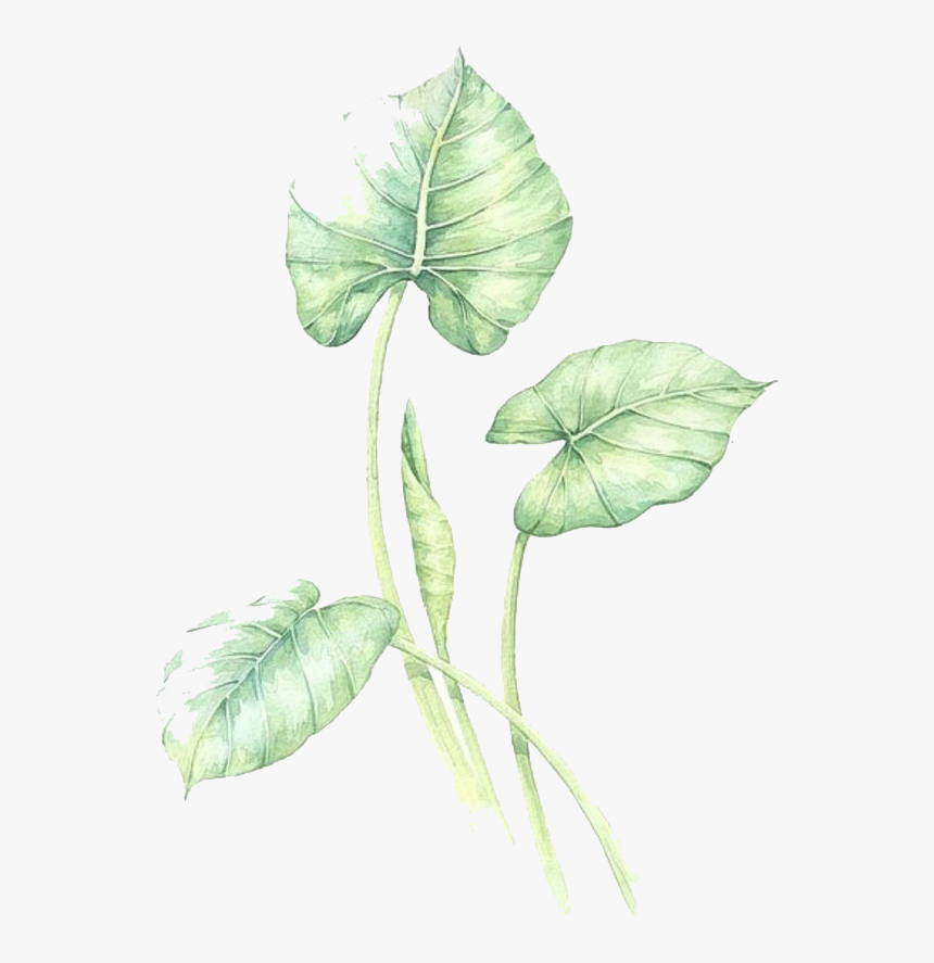 Watercolor Leaves Green Free Png Hq Clipart - Anthurium, Transparent Png