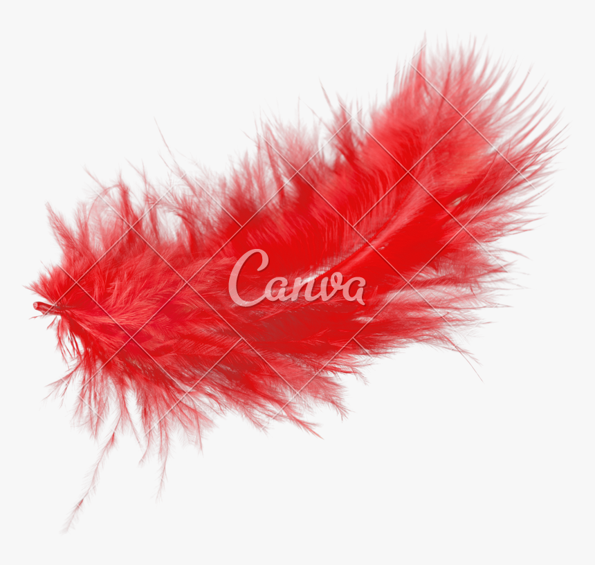 Red Feather Isolated On - Punk Fashion, HD Png Download