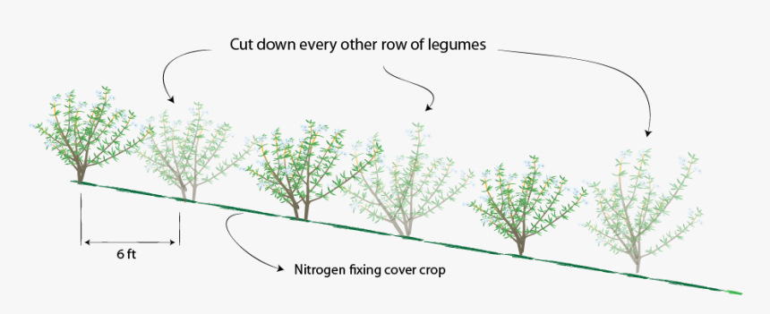 Cut Down Every Other Row Of Legumes Small - Distance Most Trees Should Be Planted When Starting, HD Png Download