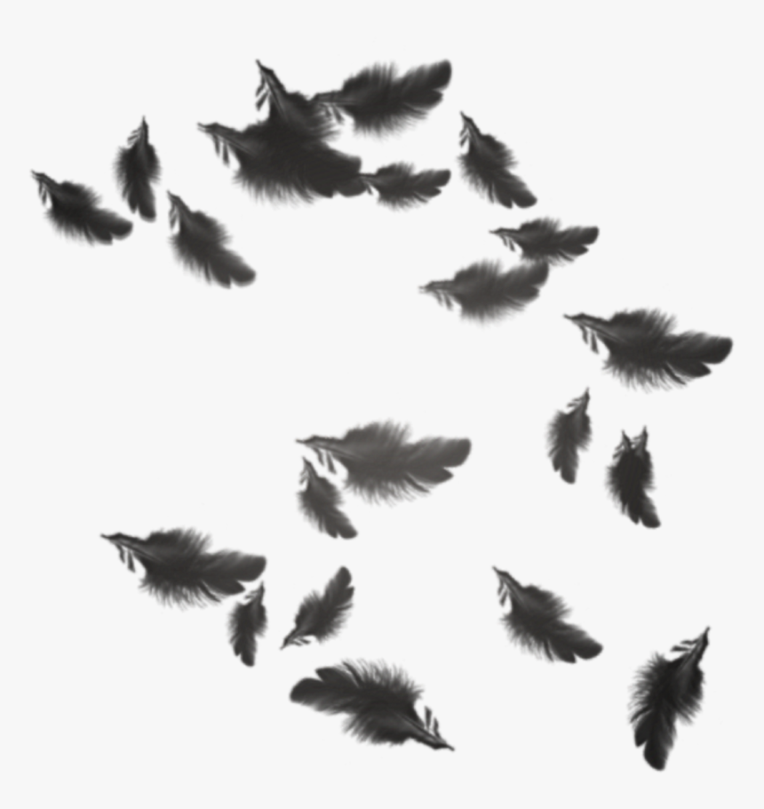 Transparent Plumas Png - Black Feathers Floating Png, Png Download