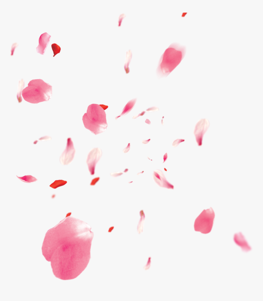 Flowers Petali Rose Petals Petalsofroses Pink Love - Transparent Background Cherry Blossom Petals, HD Png Download