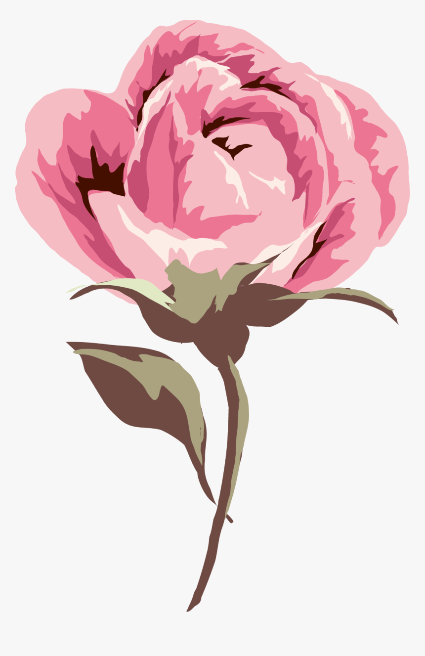 Common Peony, HD Png Download