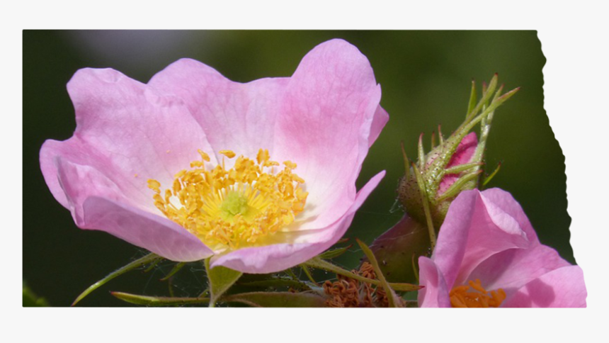 North Dakota - Rosa Canina, HD Png Download