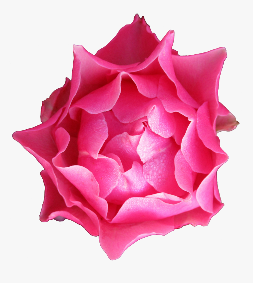 Autumn Rose Petals Free Photo - Rose, HD Png Download