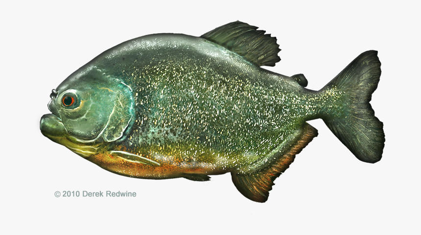 Clip Art Red - Peixe Piranha De Biscuit, HD Png Download