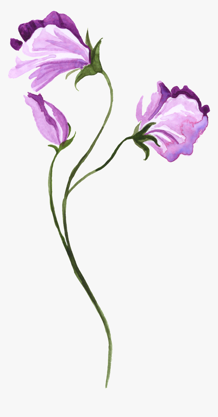 Watercolor Hand-painted Purple Floral Transparent Decorative - Watercolor Painting, HD Png Download