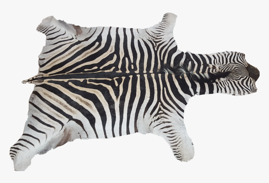 Zebra, HD Png Download