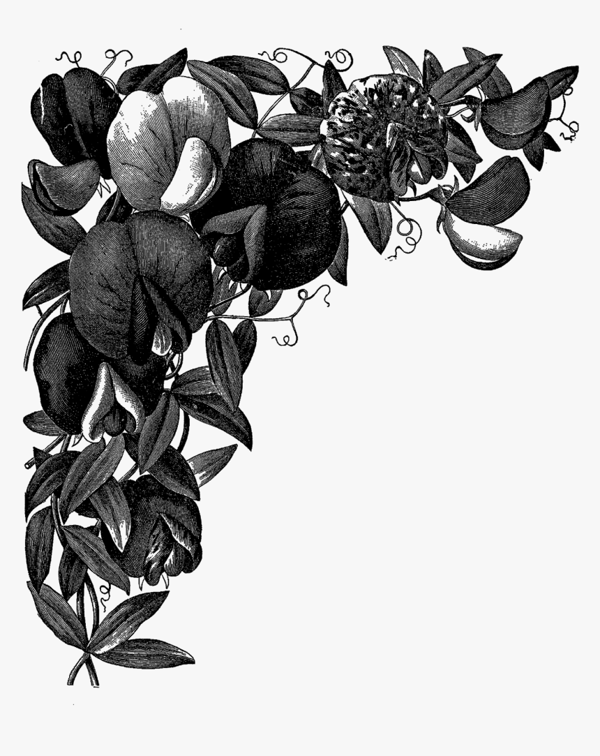 Sweet Pea Drawing At - Corners Flower Drawn Png, Transparent Png