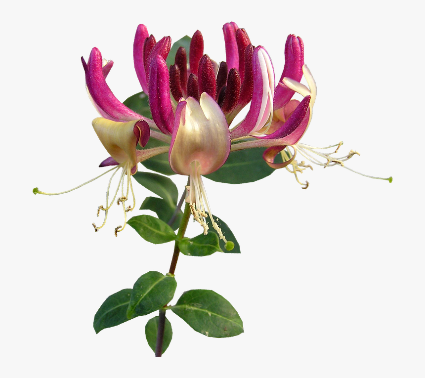 Flower, Honeysuckle, Perfume - Honeysuckle Transparent, HD Png Download