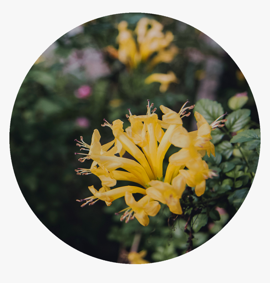 Transparent Japanese Flower Png - Grevillea, Png Download