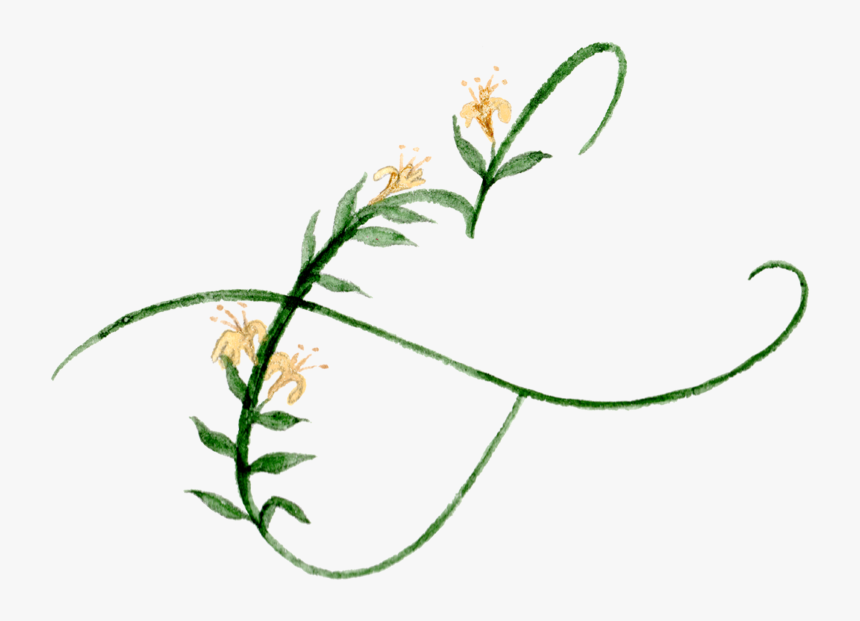 Arrowgrass Family, HD Png Download