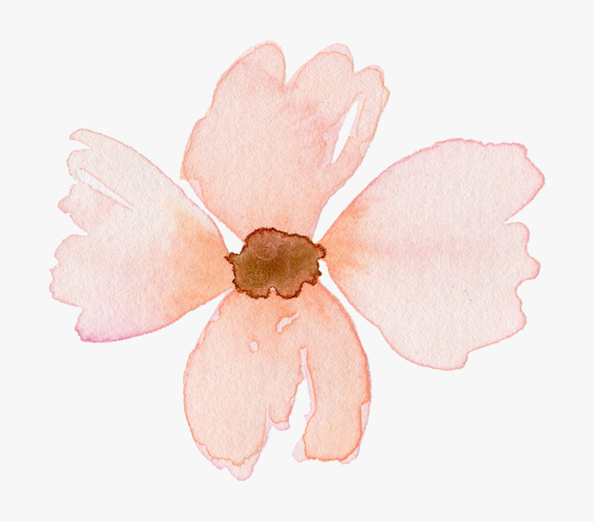 Plant,magnolia Family,wildflower - Impatiens, HD Png Download