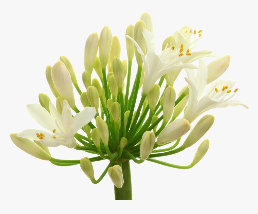 Japanese Honeysuckle, HD Png Download