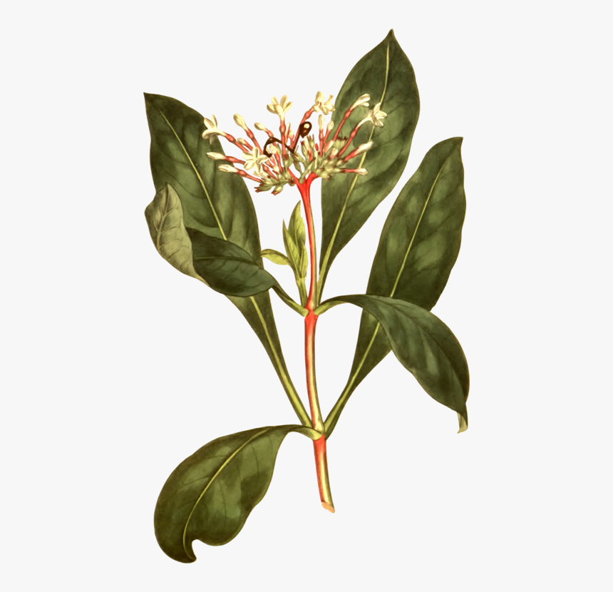 Plant,flower,leaf - Serpentina Plant Clipart, HD Png Download